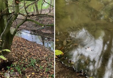 Pollution au mazout dans l’Ernage à Cortil